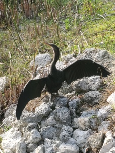 An anhinga lacks oil in its feathers and must dry out occasionally or sink to the bottom.